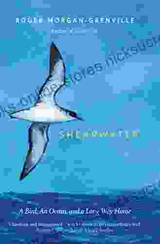 Shearwater: A Bird an Ocean and a Long Way Home