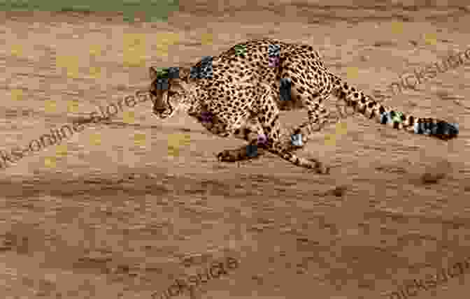 A Cheetah Running Across The African Savanna Champion Of Cheetahs: A Life With Cheetahs A Love Worth Living