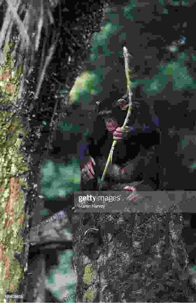 A Chimpanzee Using A Stick To Extract Termites From A Mound The Chimpanzee Me Ben Garrod