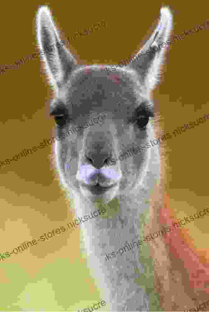 A Close Up Portrait Of A Guanaco, A Playful And Curious Mammal Found In Patagonia. Camping With Geronimo Rupert Wilkinson