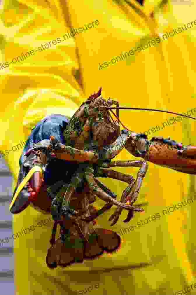 A Fisherman Proudly Displays A Freshly Caught Lobster, A Delicacy Of The New England Coastline. In Danger At Sea: Adventures Of A New England Fishing Family