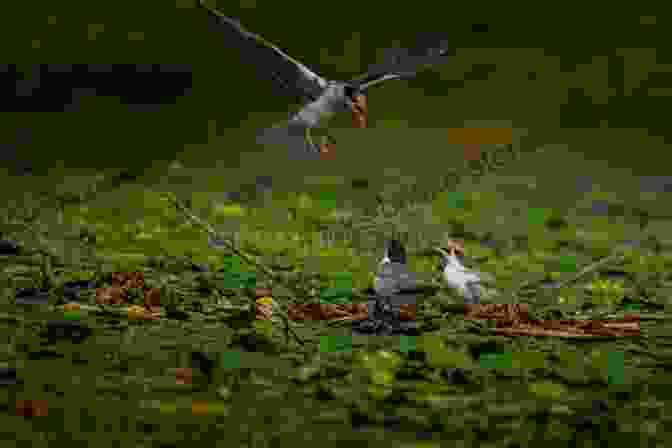 A Flock Of Birds Feeding In A Tranquil Estuary, Surrounded By Lush Vegetation British Coastal Wildlife (Collins Complete Guides)