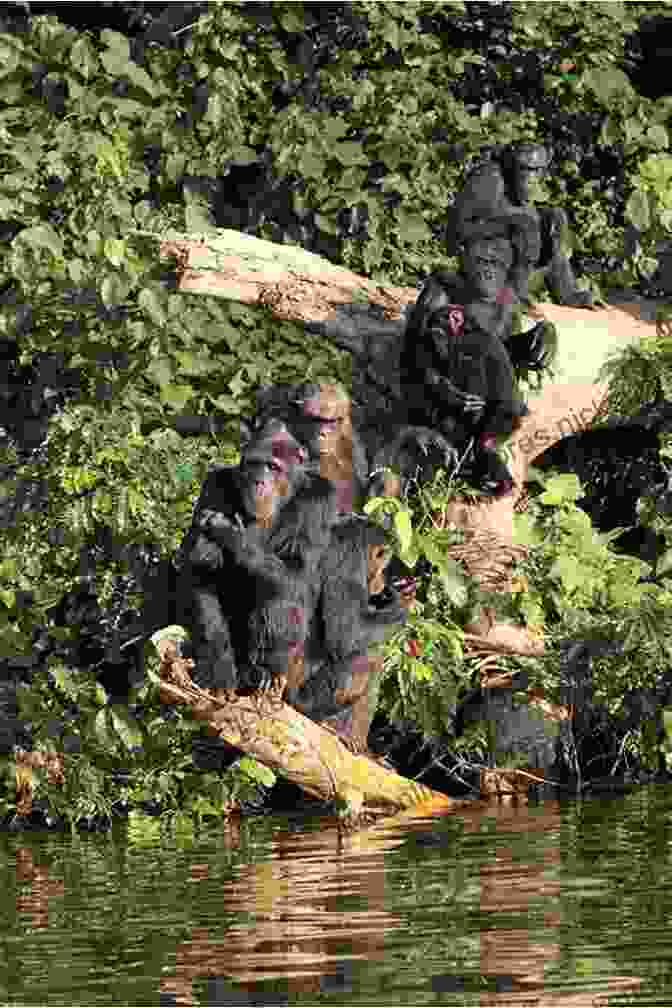 A Group Of Rescued Chimpanzees Enjoying A Meal At Ngamba Island Chimpanzee Sanctuary My Entebbe: A Personal Diary