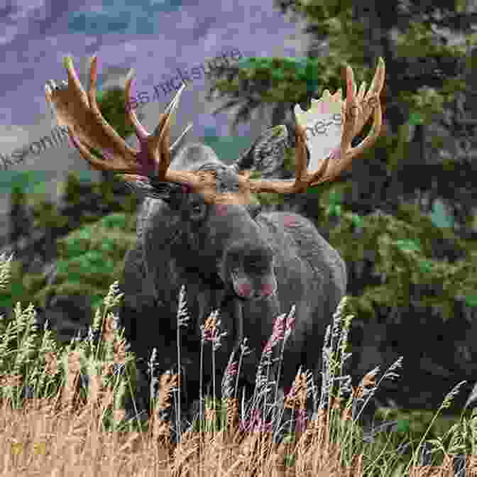 A Majestic Moose, The Largest Member Of The Deer Family, Grazing Peacefully In Denali National Park's Meadows. Rhythm Of The Wild: A Life Inspired By Alaska S Denali National Park