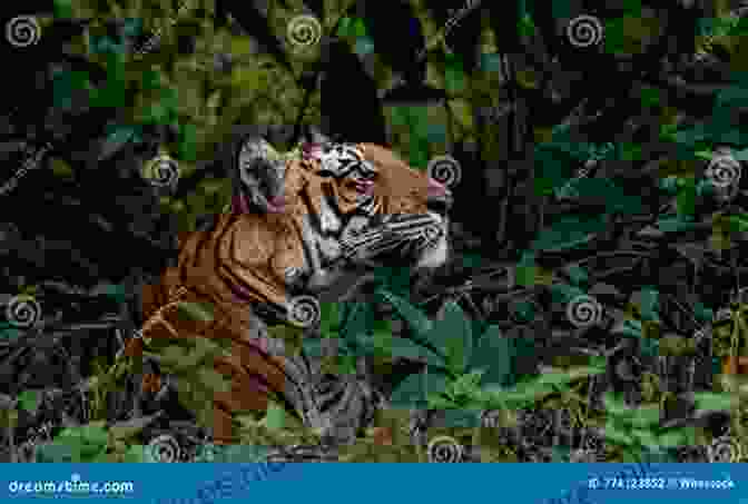 A Majestic Tiger, Its Piercing Gaze Captivating, Blends Seamlessly Into A Human Crowd, Its Presence Both Awe Inspiring And Unsettling A Tiger Among Us: A Story Of Valor In Vietnam S A Shau Valley