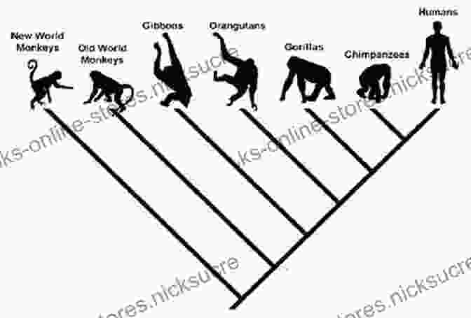 A Phylogenetic Tree Depicting The Evolutionary Relationship Between Humans And Chimpanzees The Chimpanzee Me Ben Garrod