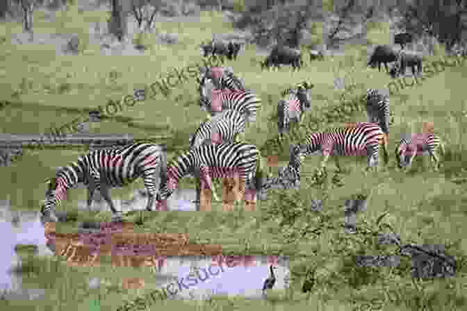 A Sprawling Savanna In The Serengeti, With A Herd Of Zebras In The Foreground My African Journey Thomas Asbridge