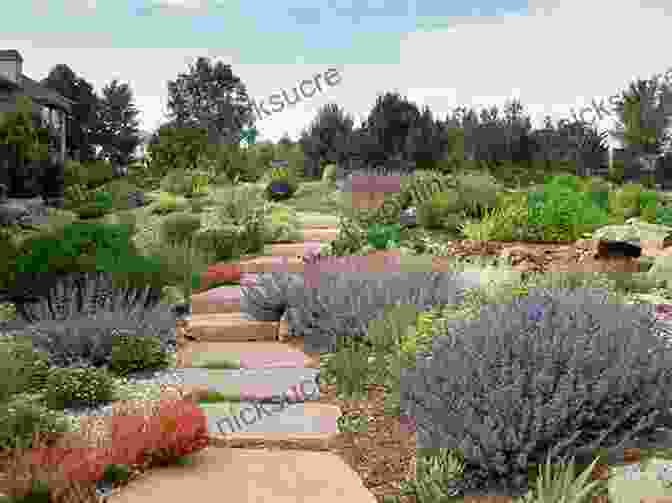 A Towering Olive Tree Casting Shade Over A Vibrant Xeriscaped Garden The Bold Dry Garden: Lessons From The Ruth Bancroft Garden