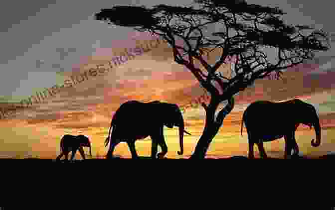 An Elephant Walks Through The African Savanna At Sunset. Saving The White Lions: One Woman S Battle For Africa S Most Sacred Animal