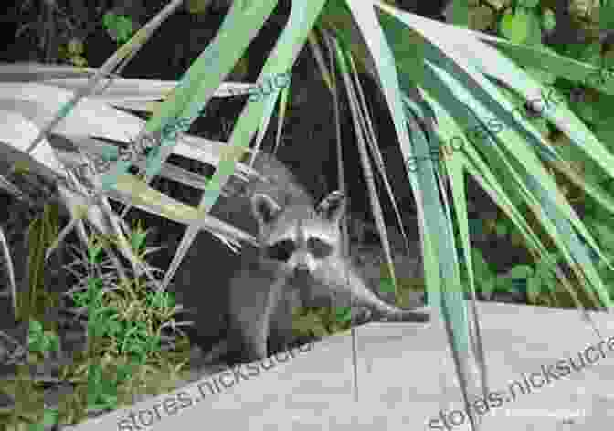 Bill Baggs Observing Wildlife In The Everglades A Nervous Man Shouldn T Be Here In The First Place: The Life Of Bill Baggs