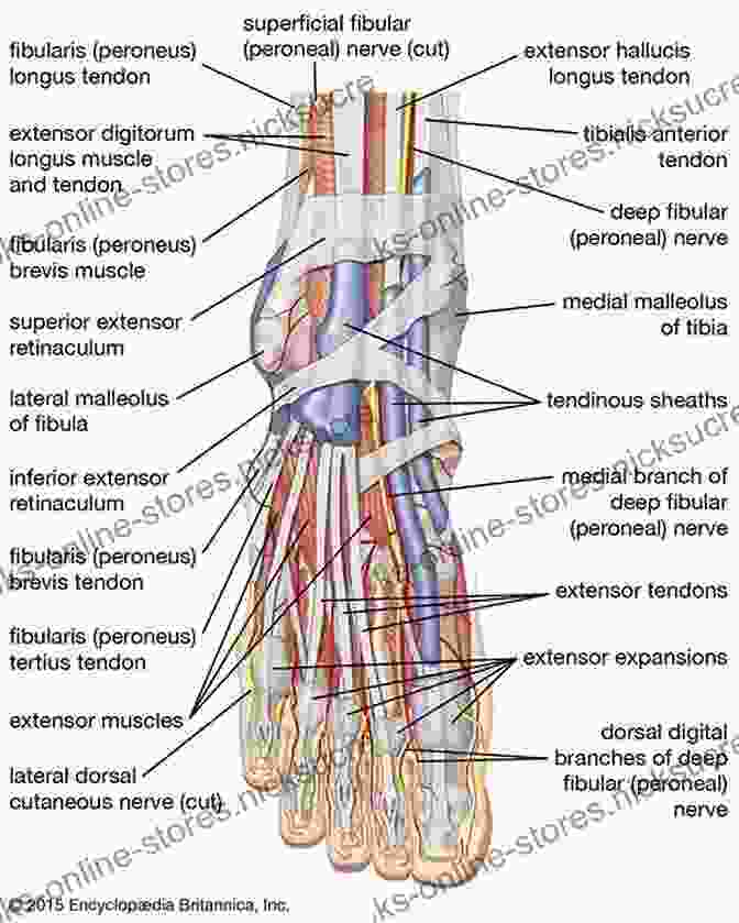 Detailed Diagram Of Male Foot Anatomy, Including Bones, Muscles, And Tendons. Draw 1 Foot In 20 Poses Male: Learn How To Draw For Anime Manga Characters And Boys Step By Step For Beginners Kids Teens Artists (Draw 1 In 20 16)