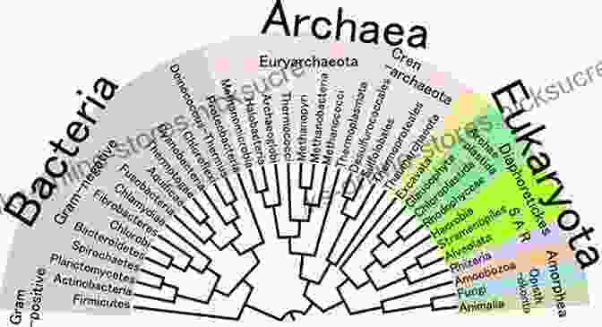 Evolution Of Early Life Forms, Including Bacteria, Archaea, And Protists The Story Of A Life