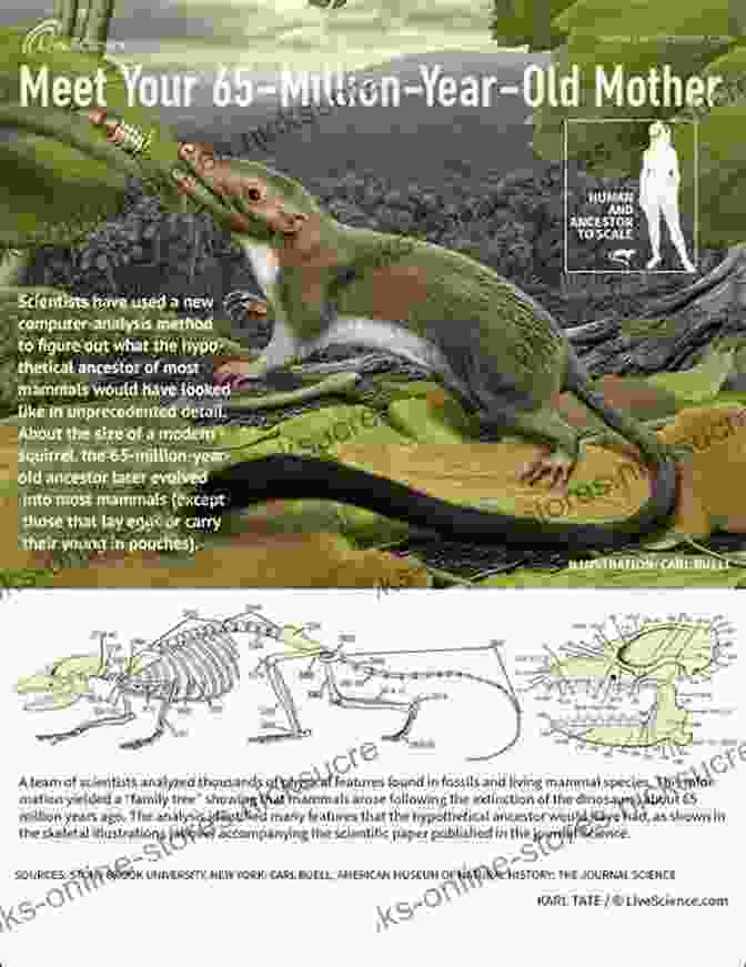 Evolution Of Mammals From Shrew Like Ancestors To A Diversity Of Species, Including Primates And Humans The Story Of A Life