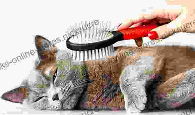 Grooming A Cat Varc CAT VARC (Everything For CAT VARC 1)