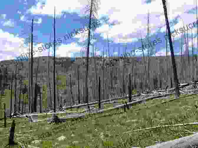 Image Of A Forest Recovering After A Wildfire Full Circle: Power Hope And The Return Of Nature