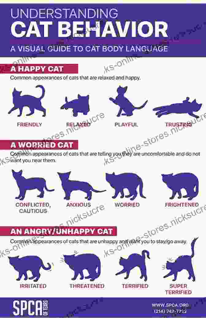 Personality Traits Of A Cat Varc CAT VARC (Everything For CAT VARC 1)