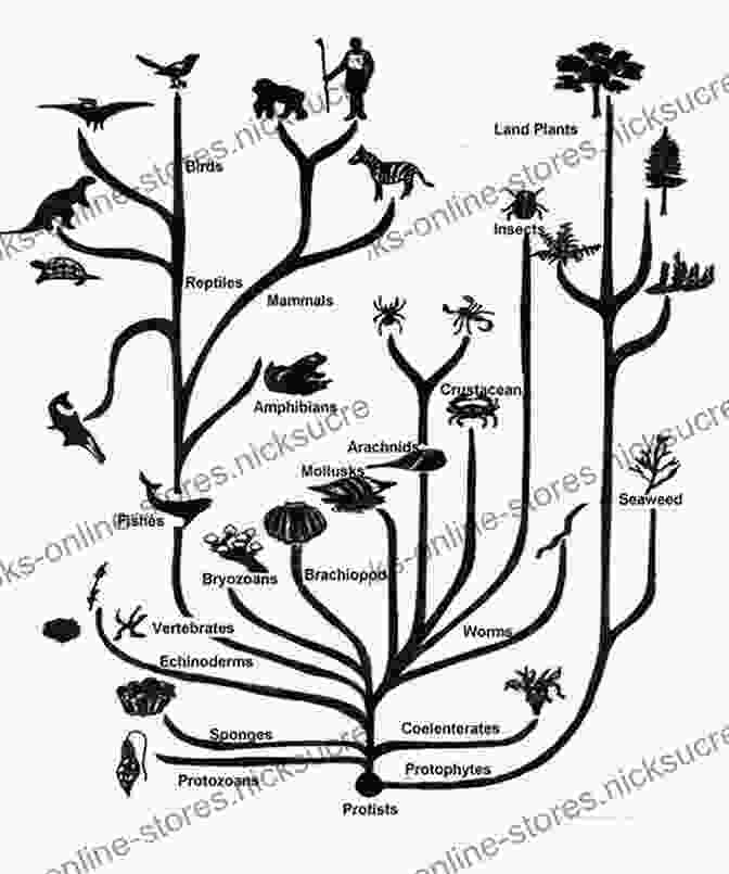 Phylogenetic Tree Depicting The Evolutionary Relationships Between All Living Organisms The Story Of A Life