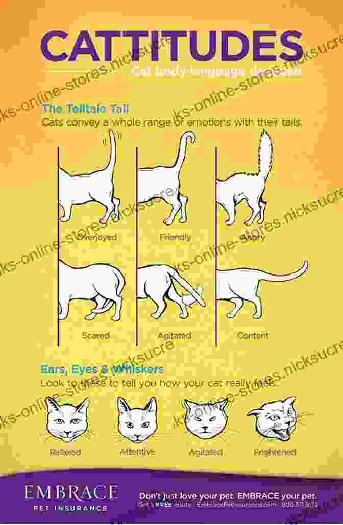 Physical Characteristics Of A Cat Varc CAT VARC (Everything For CAT VARC 1)