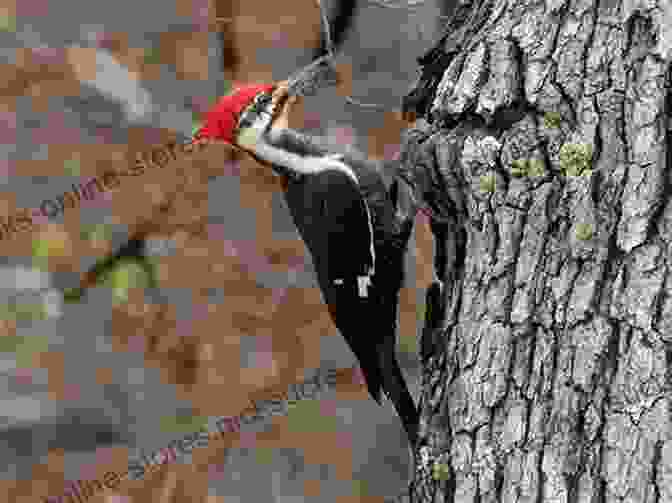 Pileated Woodpecker Perched On A Tree Trunk, Pecking Into The Bark Thirty Synchronized Woodpeckers (Microbiographies 5)