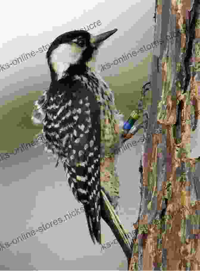 Red Cockaded Woodpecker Perched On A Pine Tree, With Its Distinctive Black And White Stripes And Red Patch On Its Head Thirty Synchronized Woodpeckers (Microbiographies 5)