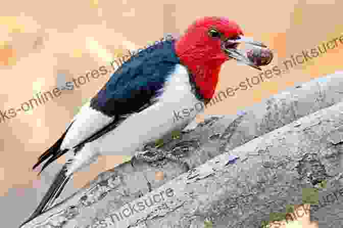 Red Headed Woodpecker Clinging To A Tree Branch, With Its Distinctive Red Head And Black And White Plumage Thirty Synchronized Woodpeckers (Microbiographies 5)