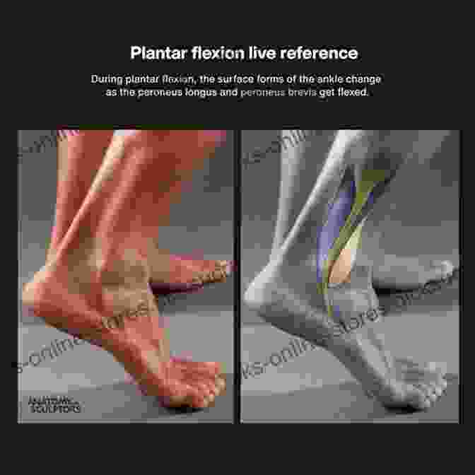 Step By Step Guide To Drawing A Male Foot In Plantar Flexion Pose. Draw 1 Foot In 20 Poses Male: Learn How To Draw For Anime Manga Characters And Boys Step By Step For Beginners Kids Teens Artists (Draw 1 In 20 16)