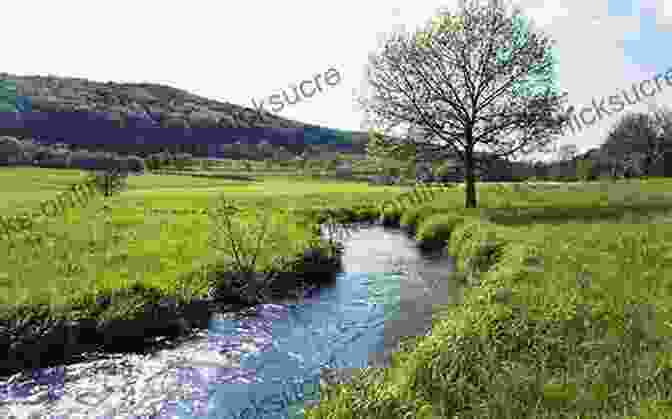 The Carmel River Flowing Through A Meadow. River In Ruin: The Story Of The Carmel River