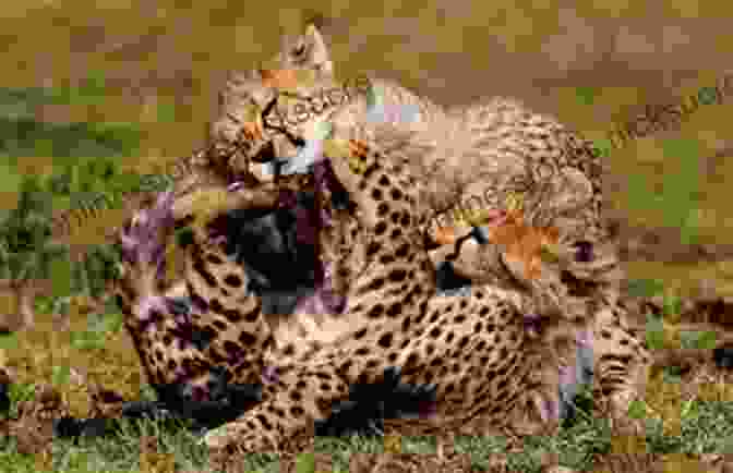 Two Cheetah Cubs Playing Together Champion Of Cheetahs: A Life With Cheetahs A Love Worth Living