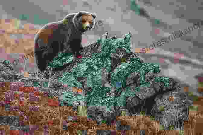 Visitors Observing Wildlife In Denali National Park, Witnessing The Harmonious Coexistence Of Diverse Species In Their Natural Habitat. Rhythm Of The Wild: A Life Inspired By Alaska S Denali National Park